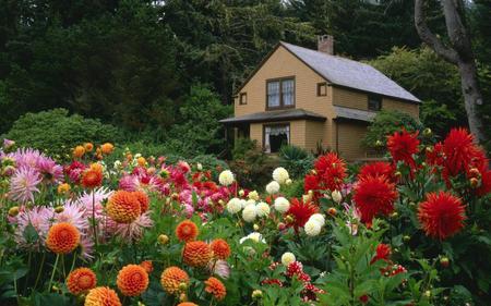 House among the flowers - flowers, natute