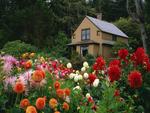 House among the flowers