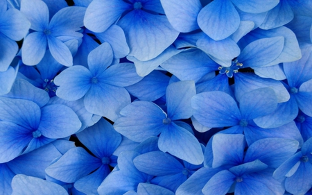 Blue Flowers - flowers, nature