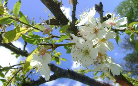 Blossom tree - nature, flowers