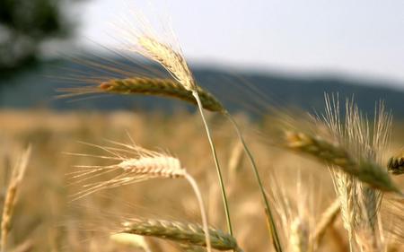 Field - nature, fields