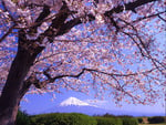 Blossom tree