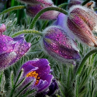 PURPLE DROP BLOSSOMS