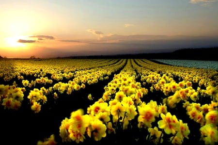 YELLOW OCEAN - flowers, sunset, yellow, garden, sunshine, ocean, rows