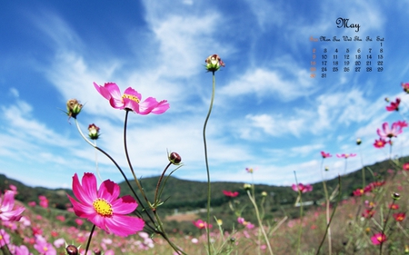 Blue Sky Flowers