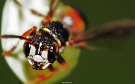 Wasp Close ups - wasp, close up, macro, photography, insect