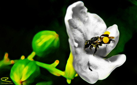 Australian Native Bee - photography, macro, insect, australian, native bee