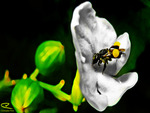 Australian Native Bee