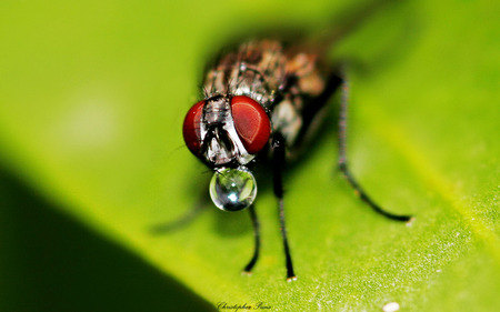 Fly Drinking Water - droplet, close ups, water, fly, photography, macro, insect, leaf