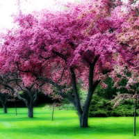 flowering pink tree