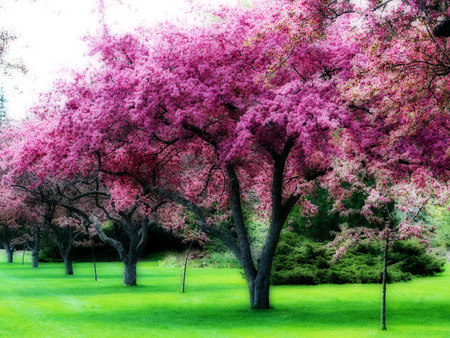 flowering pink tree - flowering, trees, nature, pretty