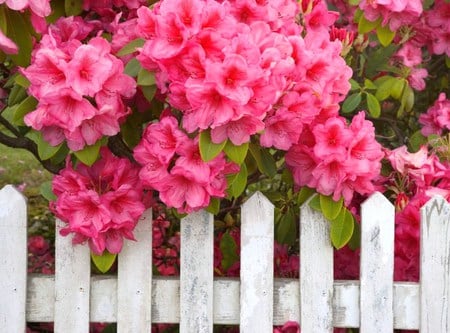 Not just a white picket fence - white, picket, fence, pink, hanging, flowers