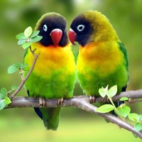 Beautiful Birds