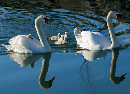 Swan Family - beautiful, swan family, picture