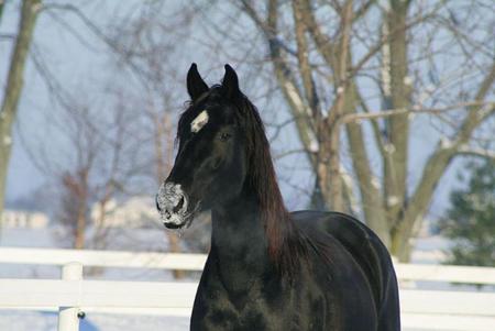 Black Horse - horse, animals, cavalo, stallion, powerfull