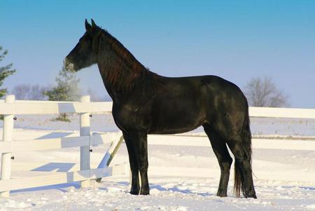 Horse - powerfull, cavalo, stallion, horse, animals