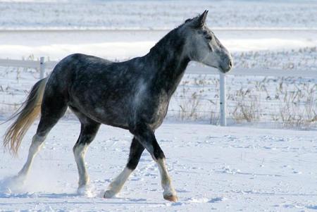 Stallion - powerfull, cavalo, stallion, horse, animals