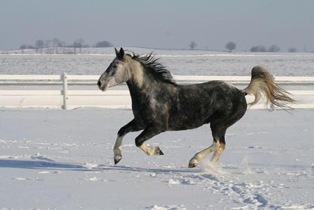 Running Free - powerfull, cavalo, stallion, horse, animals