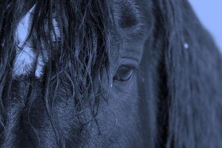 Face horse - powerfull, cavalo, stallion, horse, animals