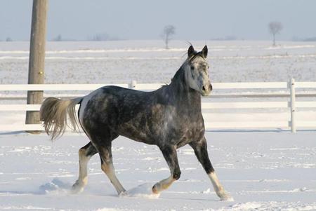 Stallion - powerfull, cavalo, stallion, horse, animals