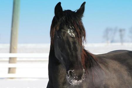 Black - horse, animals, cavalo, stallion, powerfull