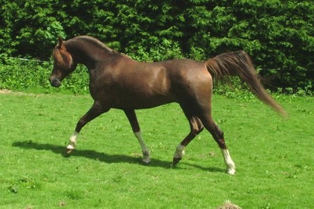 Beautiful Horse - powerfull, cavalo, stallion, horse, animals