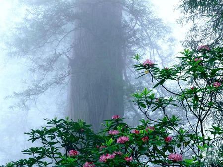 Long and Short - pink, flowers, rhodedendron, tree, mist