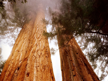 Secoya trees - canopy, trunks, brown, bark, green