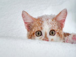 Kittens in the Snow