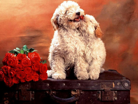 Puppy Love - roses, kissing, dogs, blond, red roses, puppies, suitcase, still life