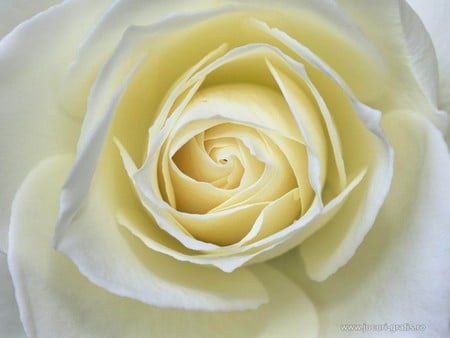 White rose - nature, flowers