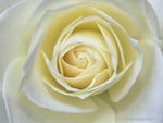 White rose