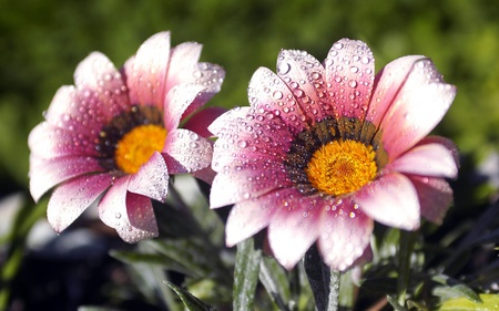 Flowers - flowers, nature