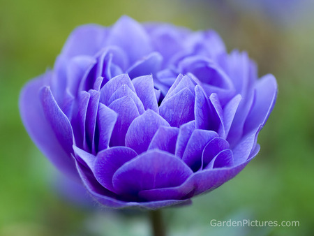 Blue flower - flowers, nature