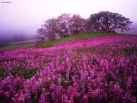 River lupines - lupines, california, trees, park, fog, field