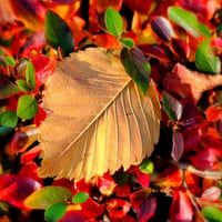 autumn leaf