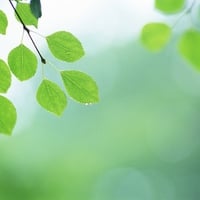 Green leaves