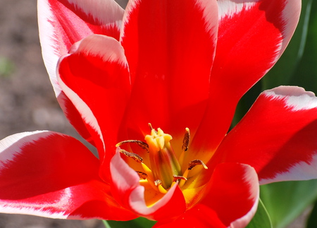 Red Tulip - flower, tulip, red