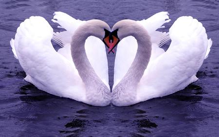 swans in love ~ - love, swans, together, happy