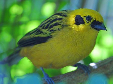 Bird - yellow, animal, bird, limb