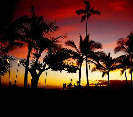 Sunset - sky, palms, nature, sunset