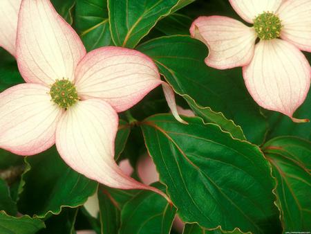 Flower - nature, flower