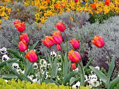 Flowers - flowers, nature