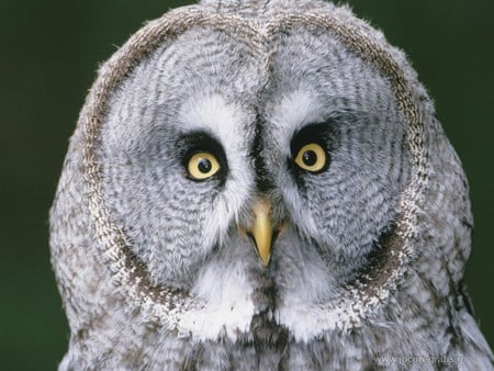 Owl - animals, birds