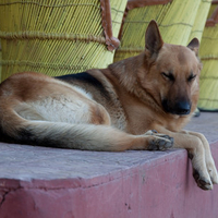 Sleepy Shepherd