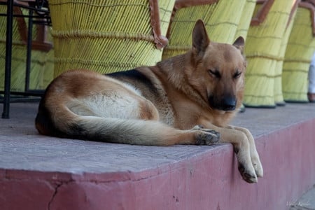 Sleepy Shepherd - tired, dog, gsd, german shepherd, sleepy