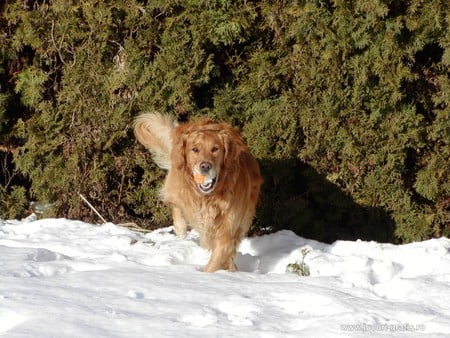 dog,running through the snow - dogs, animals