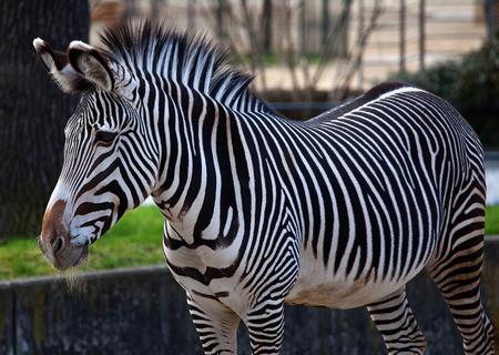 Zebra - zebra, animal