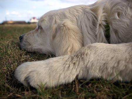 Still sleepy Retriever - sleeping, golden retriever, dog