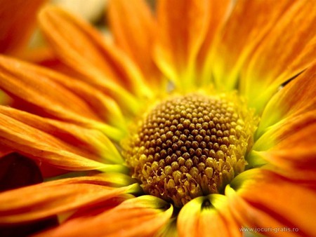 Orange flower - floers, nature